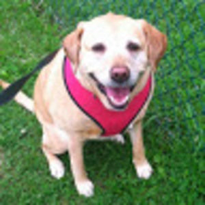 Meet your Posher, Allison